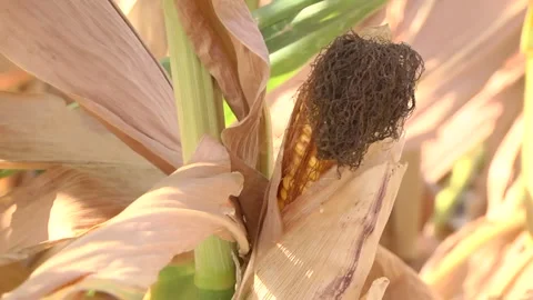 Corn cob on field ready to harvest. Autumn sunny day rural theme. Stock Footage 116010812