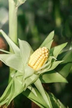 Corn cob on a field in summer closeup Stock Photos