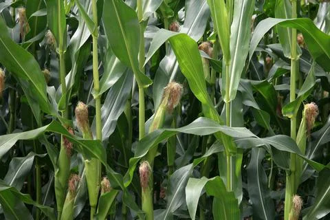 Corn on the cob in the field in summer Stock Photos