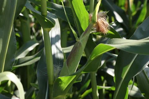 Corn on the cob in the field in summer Stock Photos