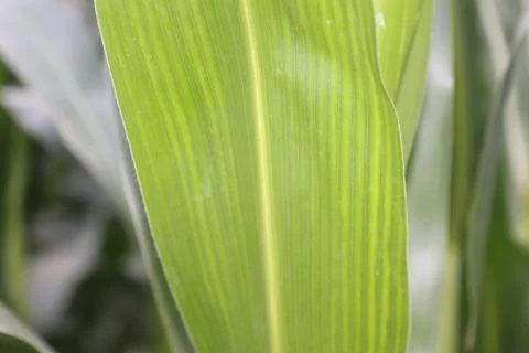 Corn cob on a field in summer.Young corn tree.corn field in Bangladesh Stock Photos