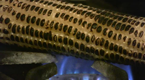 Corn cob Stock Footage 5383097