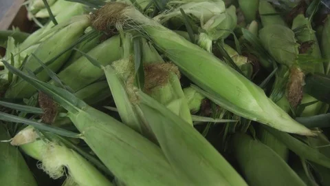 Corn on the Cob Stock Footage 77395653
