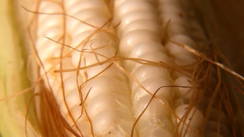 Corn cob Stock-Footage 112108802