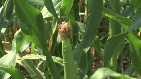 Corn cob Stock Footage 161396152