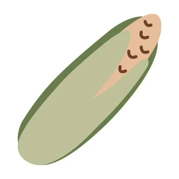 Corn on the cob, fresh maize vegetable, yellow kernels, green husk, organic farm Illustrazione stock