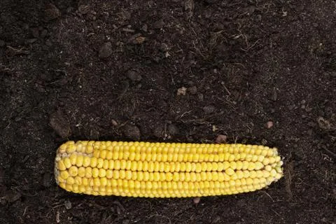 Corn cob on the ground Stock Photos