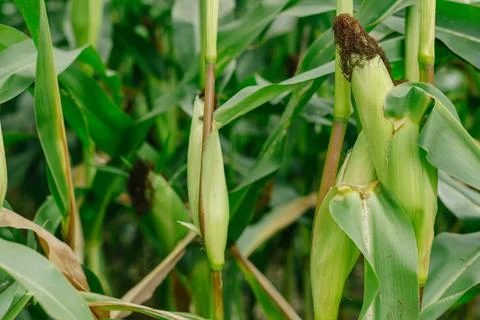 Corn cob growing in a corn field Stock Photos