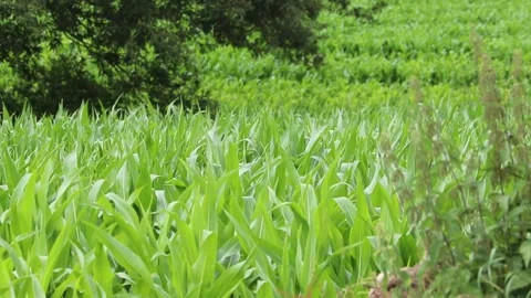 Corn on the cob growing in a farm field ready for cultivation Stock-Footage 136750267