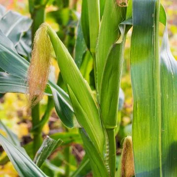 Corn on the cob growing on a field Stock Photos