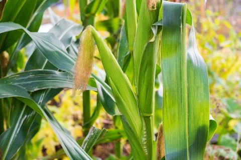 Corn on the cob growing on a field Stock Photos