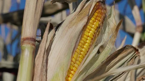 A corn cob growing Stock Footage 328279954