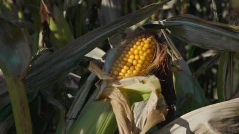 A corn cob growing Video stock 328279969