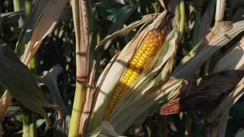 A corn cob growing Stock Footage 328279989