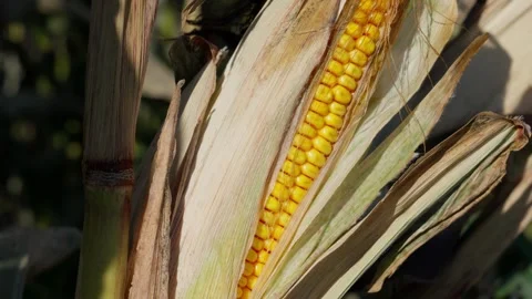 A corn cob growing Stock Footage 328280010