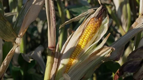 A corn cob growing Stock Footage 328280046