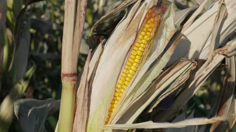 A corn cob growing Stock Footage 328280095