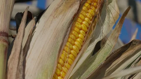 A corn cob growing Stockbeeldmateriaal 328280117