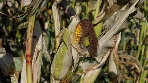 A corn cob growing Video stock 328280142
