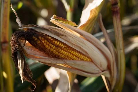 A corn cob growing Фото