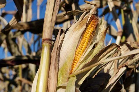 A corn cob growing Stock-Fotos