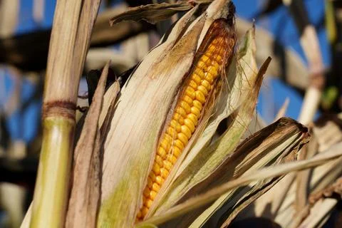 A corn cob growing 库存照片