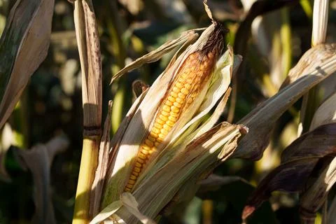 A corn cob growing Fotos Stock