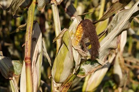 A corn cob growing 库存照片