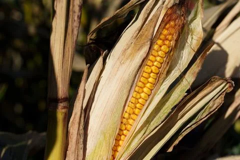 A corn cob growing Stock-Fotos