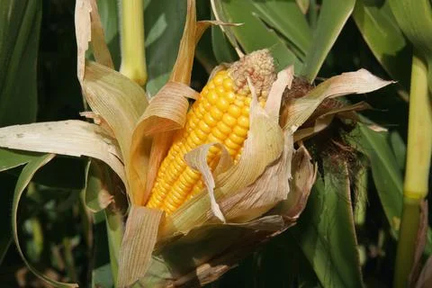 Corn cob growing on stalk Stock Photos