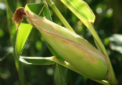 Corn cob growing on stalk Stock Photos