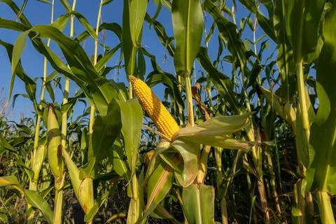 Corn cob grows among tall green plants in a field with blue sky and bright .. Stock-Fotos