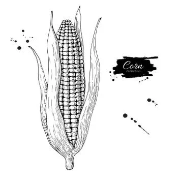 Corn cob hand drawn vector illustration. Isolated Vegetable engraved style .. Stock Illustration