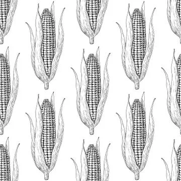 Corn cob hand drawn vector seamless pattern. Isolated Vegetable engraved st.. Stock Illustration