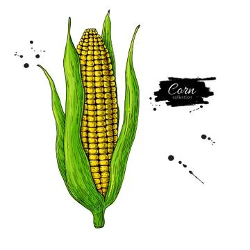 Corn cob hand drawn vector illustration. Stock Illustration