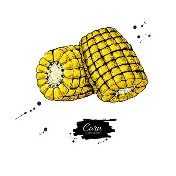 Corn cob hand drawn vector illustration. Stock Illustration