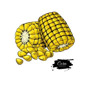 Corn cob hand drawn vector illustration. Stock Illustration