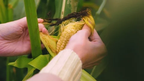 The corn cob in the hands of an agronomist. Stock Footage 95097573