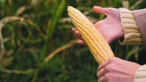 The corn cob in the hands of an agronomist. Stock Footage 95097607