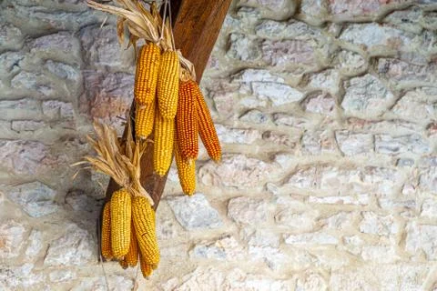 Corn cob hanging Stock Photos