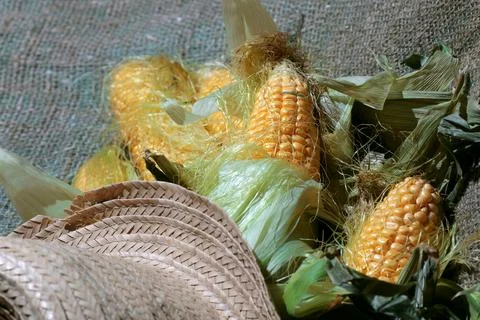 Corn cob hat nature 스톡 사진