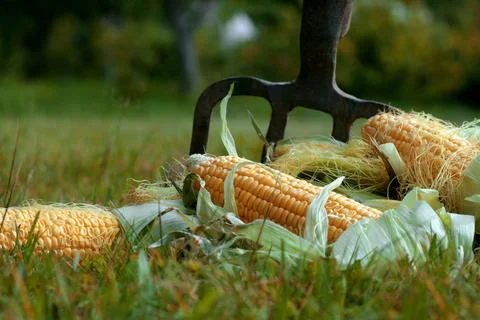 Corn cob hat nature Stock Photos