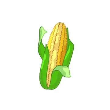 Corn with cob illustration  Иллюстрация