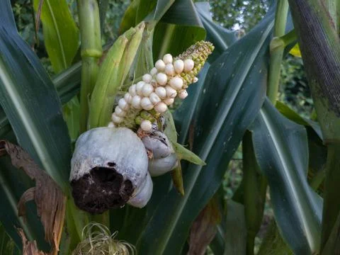 Corn cob infected with corn smut, corn illness reduce yield in agriculture Stock Photos