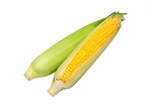 Corn cob isolated.  Sweet corn. Stock Photos
