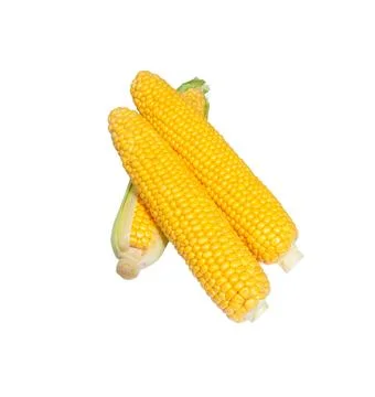 Corn cob isolated.  Sweet corn. Stock Photos