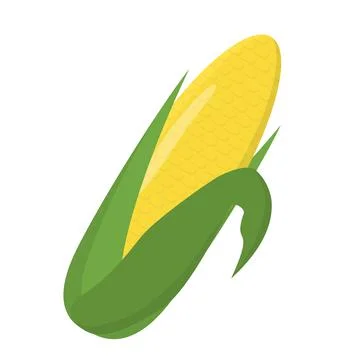 Corn cob isolated on white background 스톡 일러스트