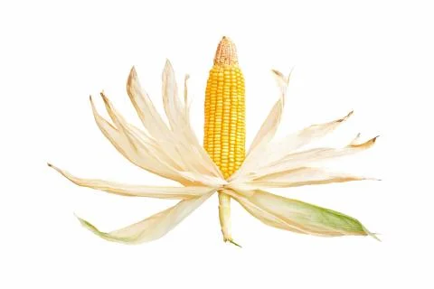 Corn cob isolated on white background Foto stock