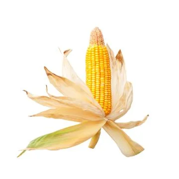 Corn cob isolated on white background Stock Photos