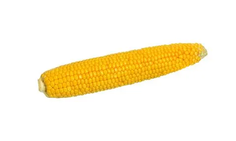 Corn on the cob isolated on white 스톡 사진